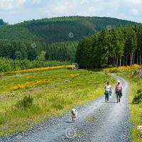 Marche ADEPS dans la Forêt de Freyr de Lavacherie Sainte-Ode au Pays de Bastogne