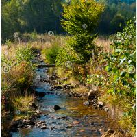 Carte postale – Ruisseau de la Mâle Racine à Lavacherie en Ardenne, à Sainte-ode