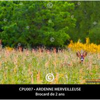 Carte postale – Brocard de 2 ans