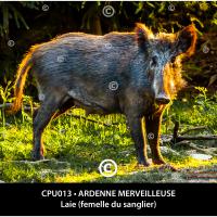 Carte postale – Laie, femelle de sanglier, Ardennes