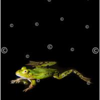 Carte postale – Grenouille verte de profil