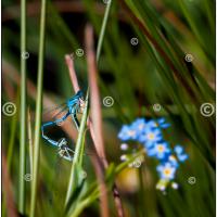 Carte postale – Accouplement d’agrions jouvencelles, Demoiselles bleu azur